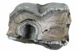 Fossil Woolly Rhino (Coelodonta) Tooth - Siberia #370955-2